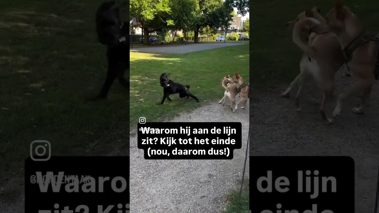 Rent jouw hond achter andere honden aan? #hondentraining #hondengedrag