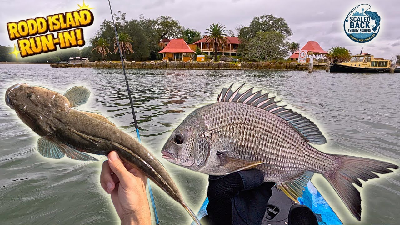 Run-In Tide Brings the Bites around Rodd Island! Kayak Trolling in Iron Cove Before the Rain Hits 🎣🛶