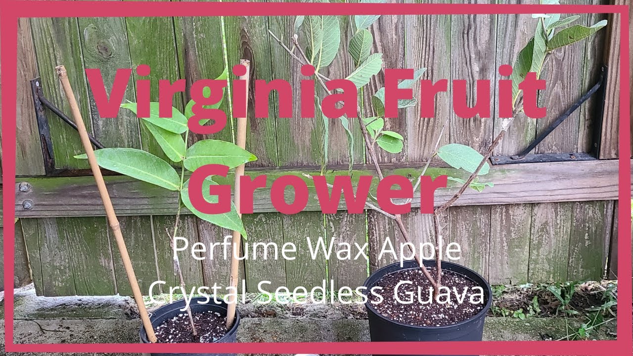 Perfume Wax apple, Crystal Guava seedless, CH Nursery