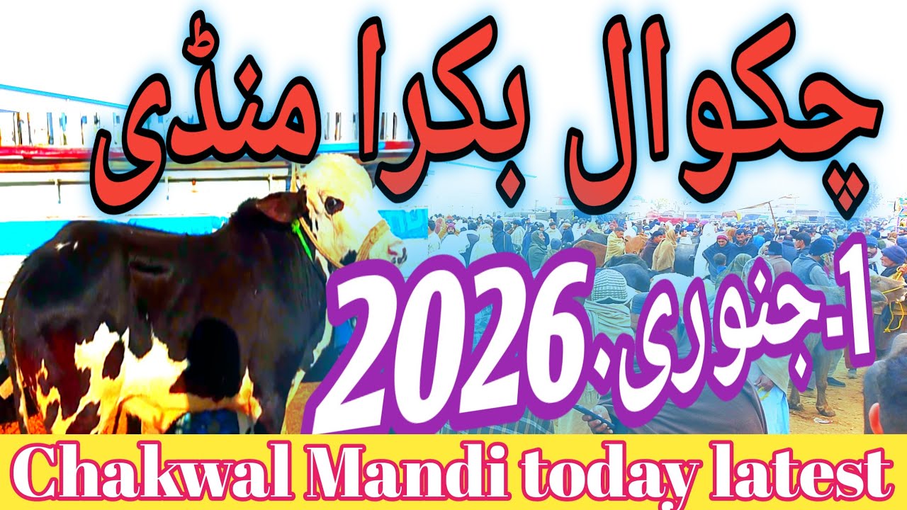 Chakwal Mandi today|chakwal Mandi latest 1/1/2026|Bakra Mandi 2026