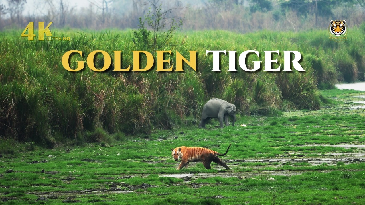 Golden Tiger of Kaziranga | One of the Rarest Big Cats | Indian Wildlife 4K