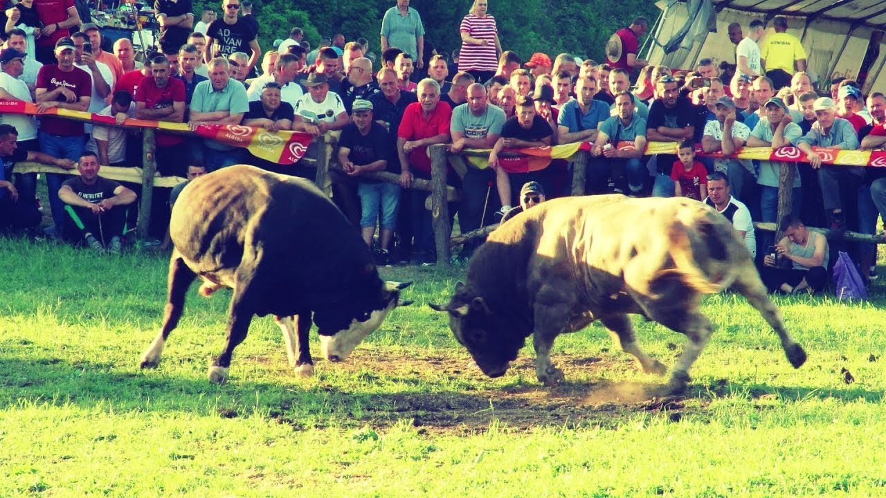 PUTALJ - BUKADŽIJA BRNJ KAKANJ 2022 KORIDA