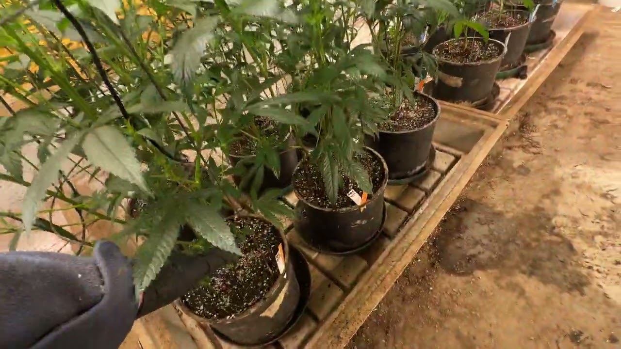 SUBLIME: The best Cannabis Strain of all time? NY Strain Library