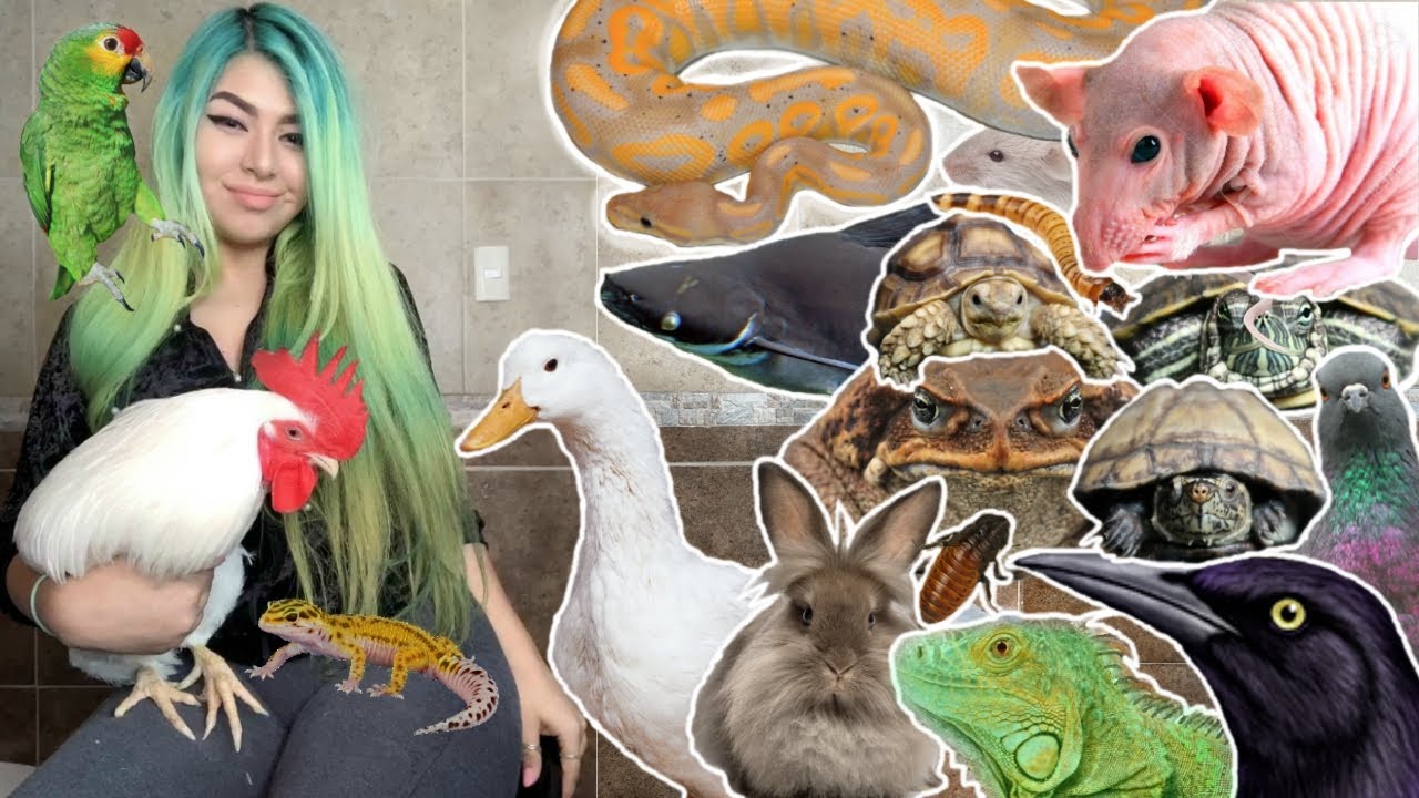 100 de mis mascotas en un video!