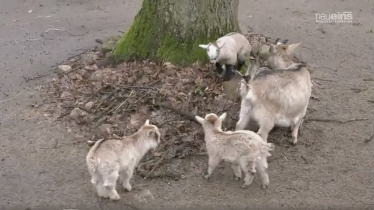 Nachwuchs im Tiergarten Neustrelitz