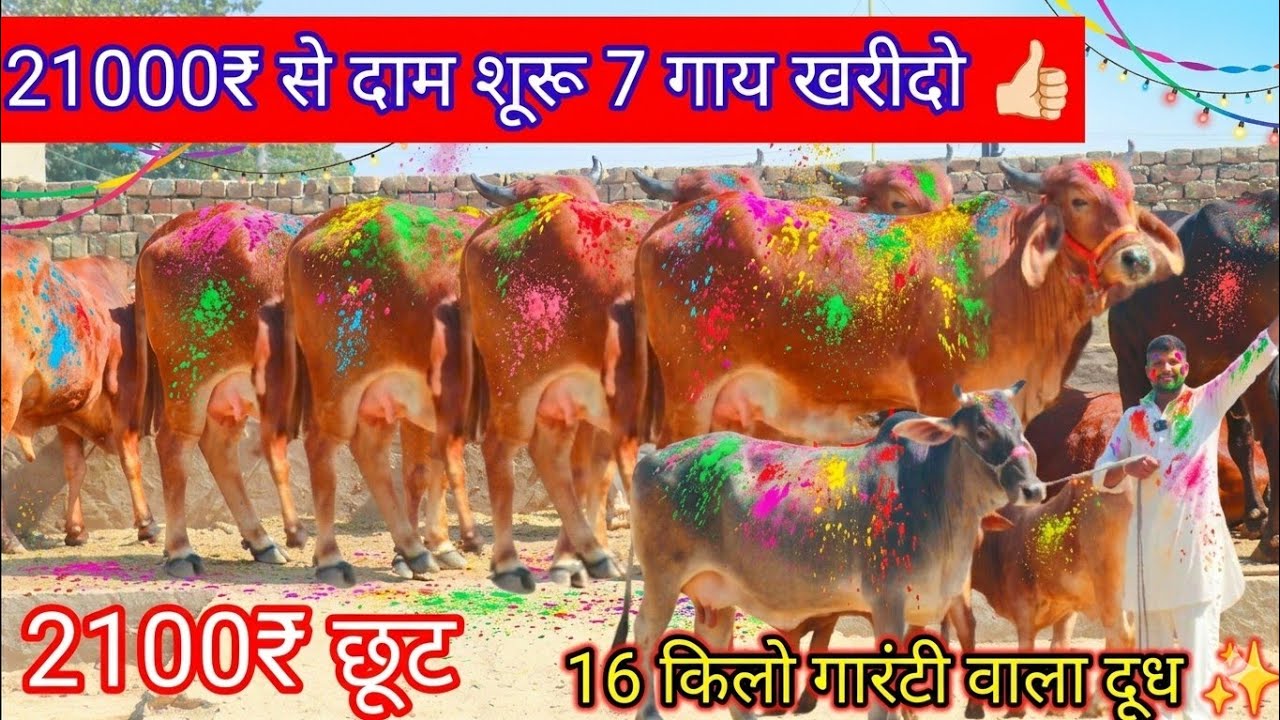 💫21000₹ से दाम शूरू 7 गाय बिकाऊ✨18 किलो दूध गारंटी वाला✅आने जाने का किराया फ्री😀500km ट्रांसपोर्ट 