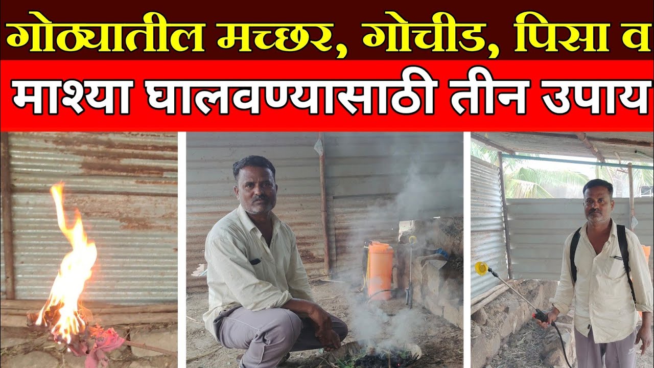गोठ्यातील मच्छर गोचीड पिसा व माश्या घालवण्यासाठी तीन उपाय || mosquito killer.