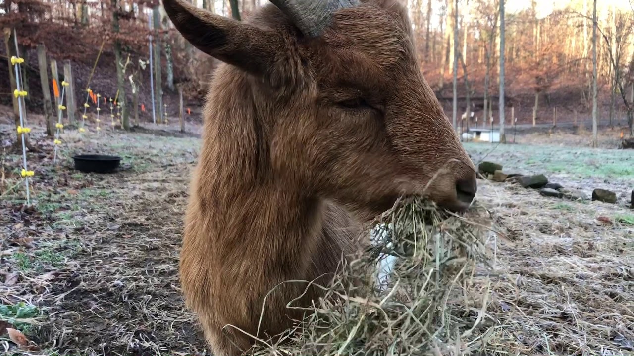 ASMR Goats - Hay Breakfast