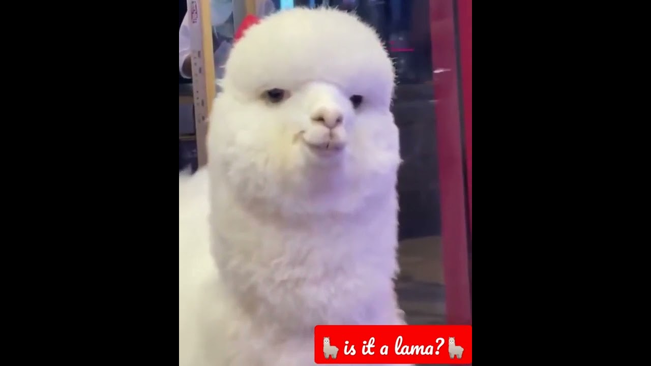Beautiful White Llama 