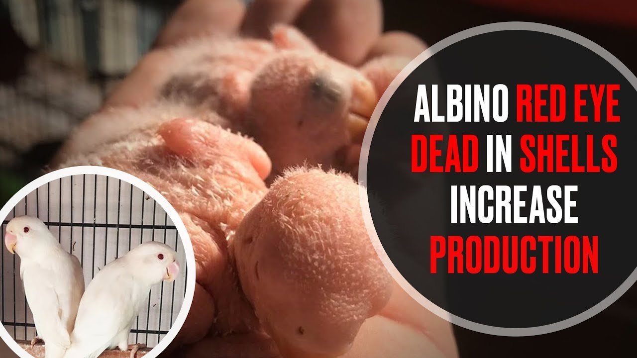 How To Increase Albino Red Eye Production