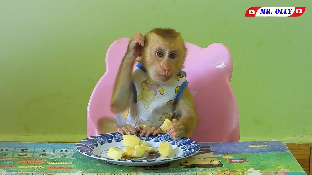 Mr. OLLY Waiting Eats Sweet Apple Fruit