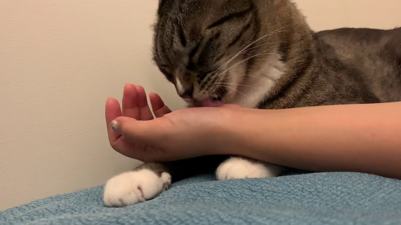 [기록]고양이가 집사 그루밍 해주는 소리 ASMR.