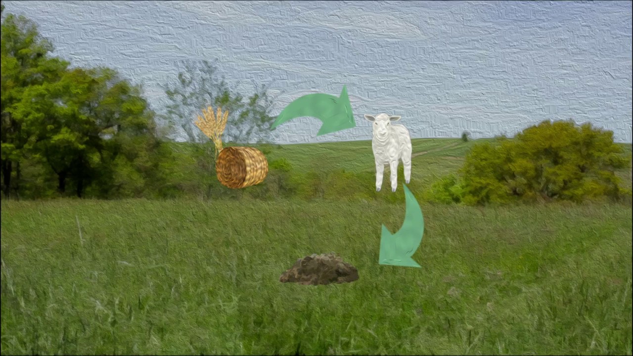 Polyculture Elevage