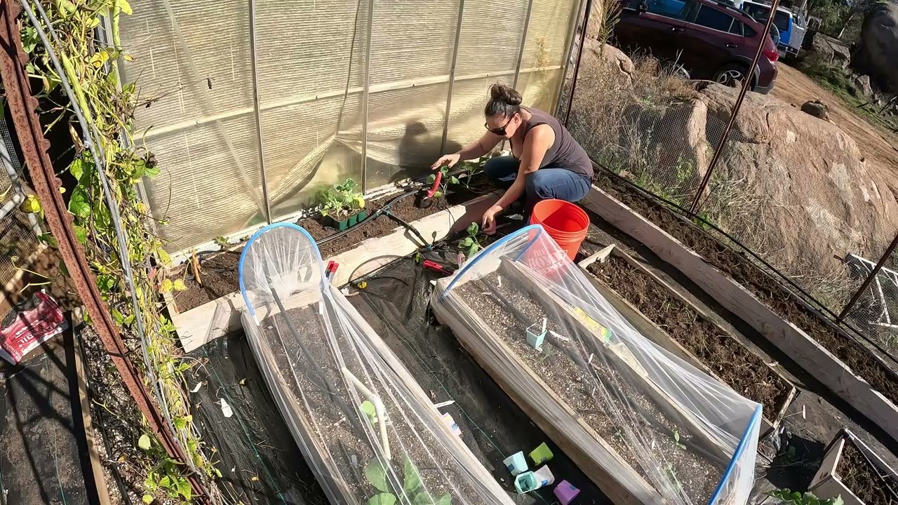 I Planted Loads of Garlic and Onions