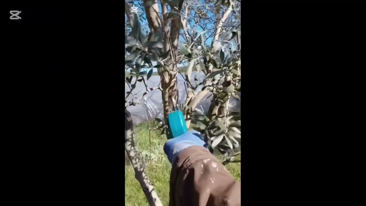 Bu videoda zeytinde budanacak temel kısımlar gösterildi.Görüşlerinizi yazarsanız memnun olurum.