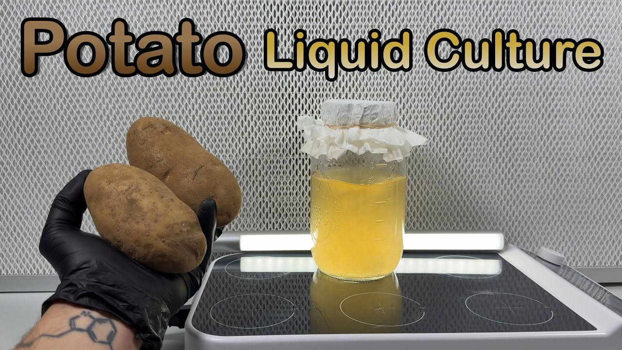 How to Grow Mushroom Mycelium with Potatoes