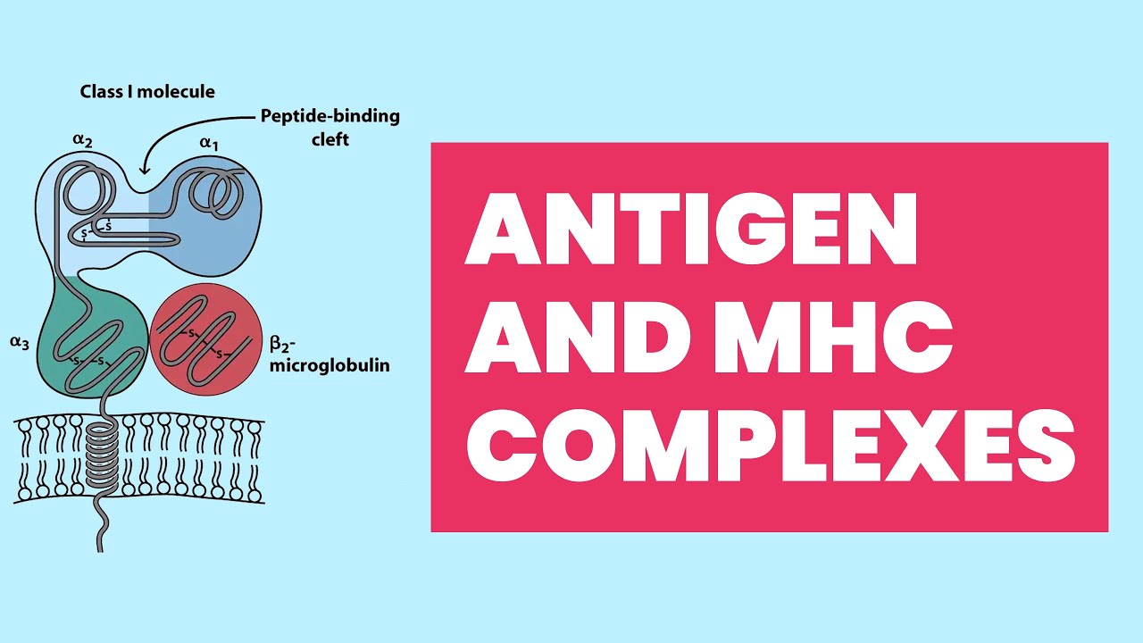 Antigen and MHC Complexes In Immune System