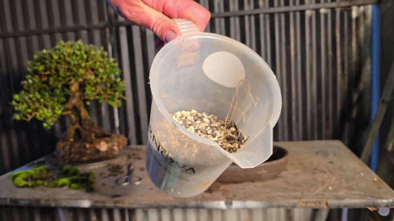 Repotting My favourite Bonsai and a gift from America