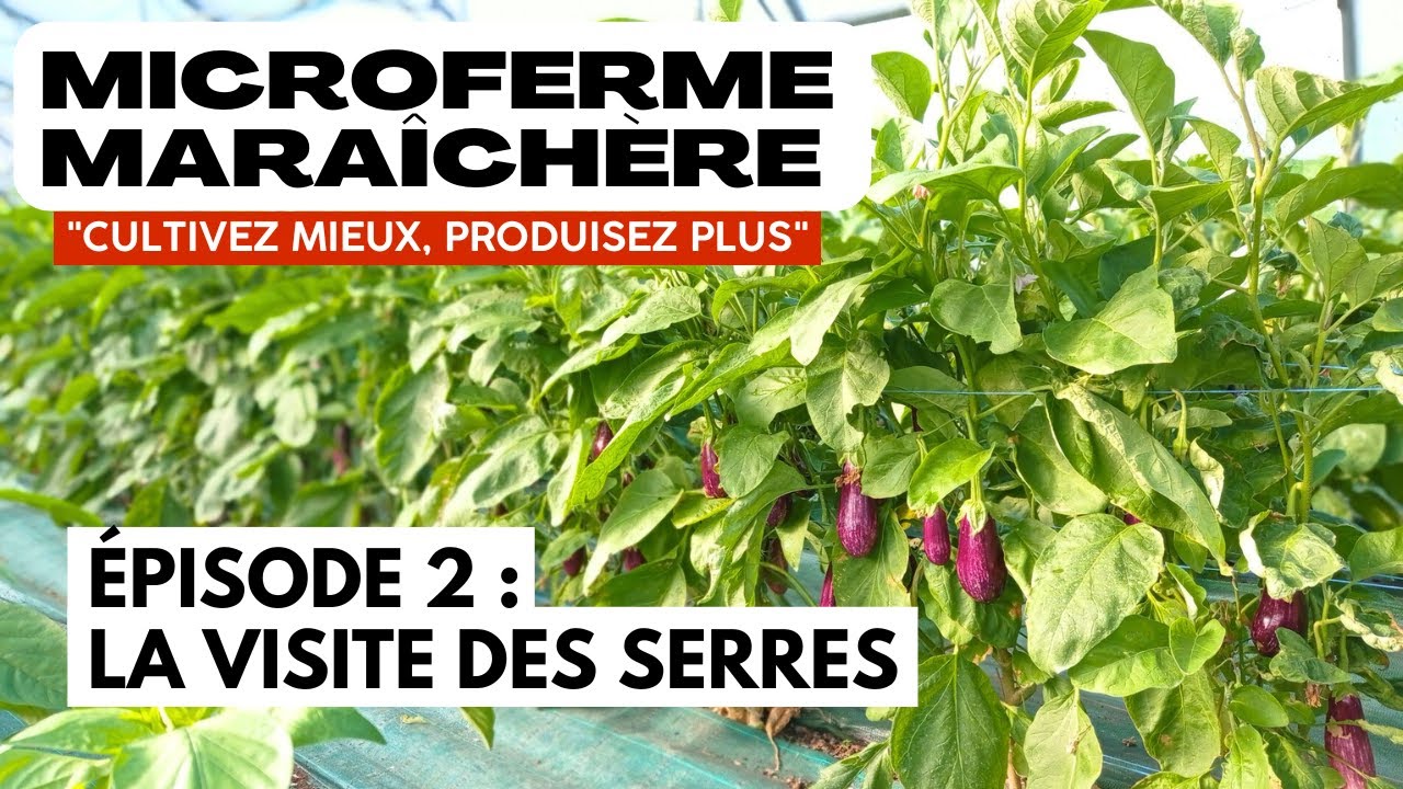 ÉPISODE 2 : Visite des serres d'une microferme maraîchère