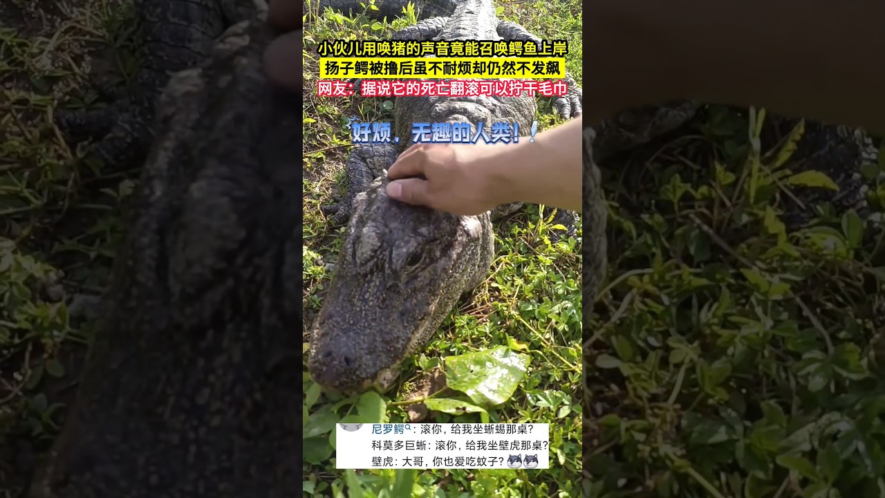 小伙儿用唤猪的声音竟能召唤来鳄鱼，徒手撸扬子鳄，鳄鱼竟从来不发飙！