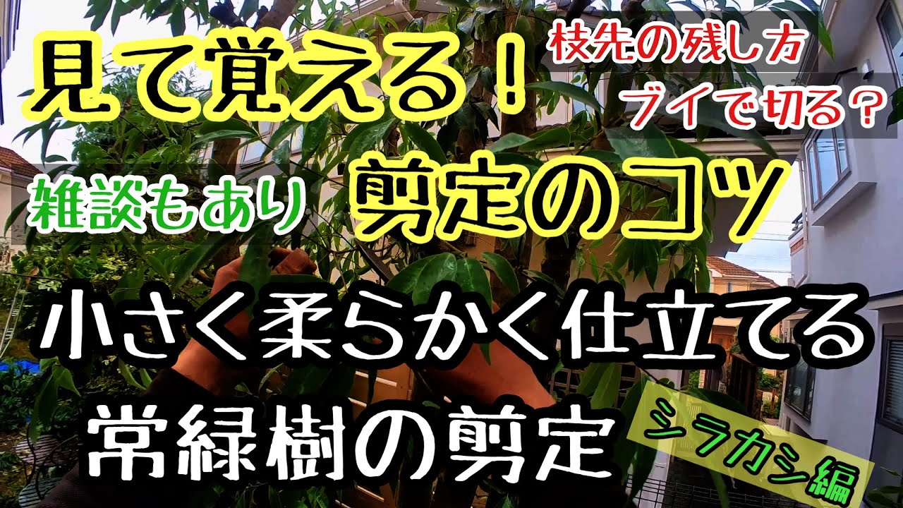 【常緑樹シラカシ】の剪定、小さく仕立てる剪定のコツと雑談（植木屋に勤めるならこんな会社）と（親方に怒られそうになって先輩を売っちゃった話）