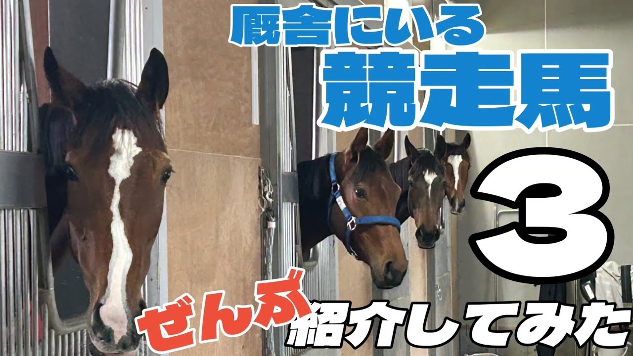 【可愛さ１５０％】キミはどんな馬ですか？Vol.３-小椋厩舎にいる競走馬をぜんぶ紹介-