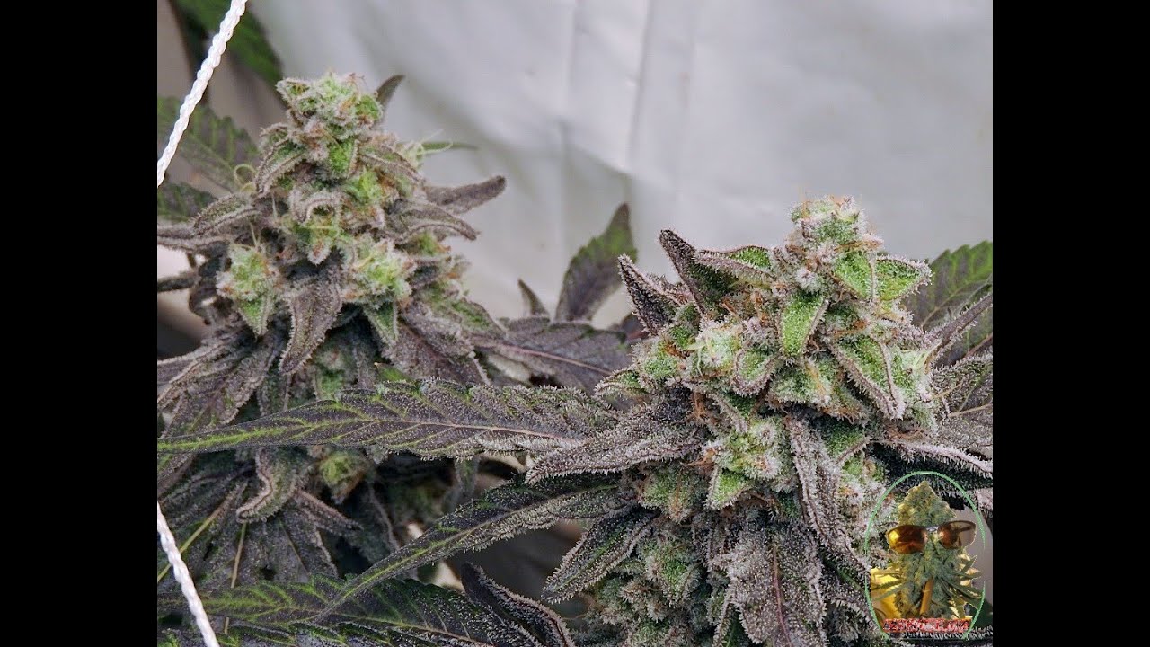 BLACK BANANA COOKIES AND MAC 1 SEA OF GREEN DAY 56 DLI