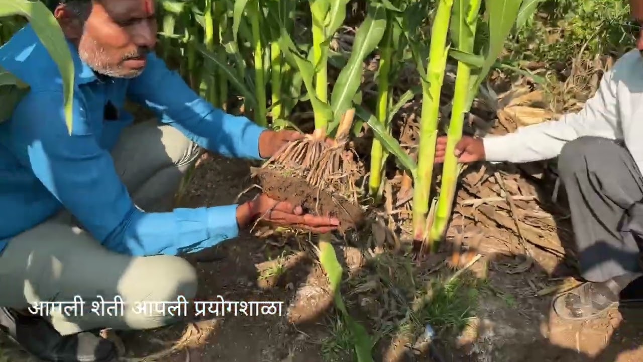 मक्का कापली कि लगेच त्याच दिवशी लावली बघा SRT  चा फायदा 