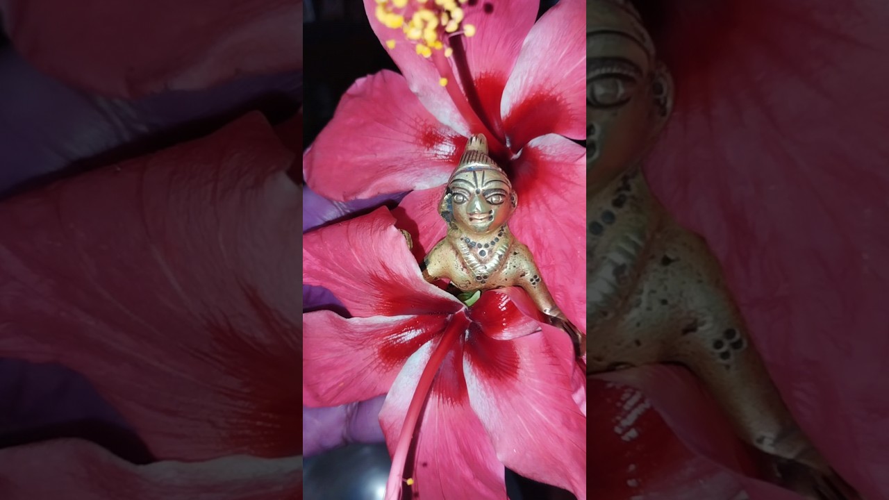 Laddu Gopal daily Puja vidhi #vratvidhiupay #vrat #laddugopal #subscribe #radheradhe #shorts