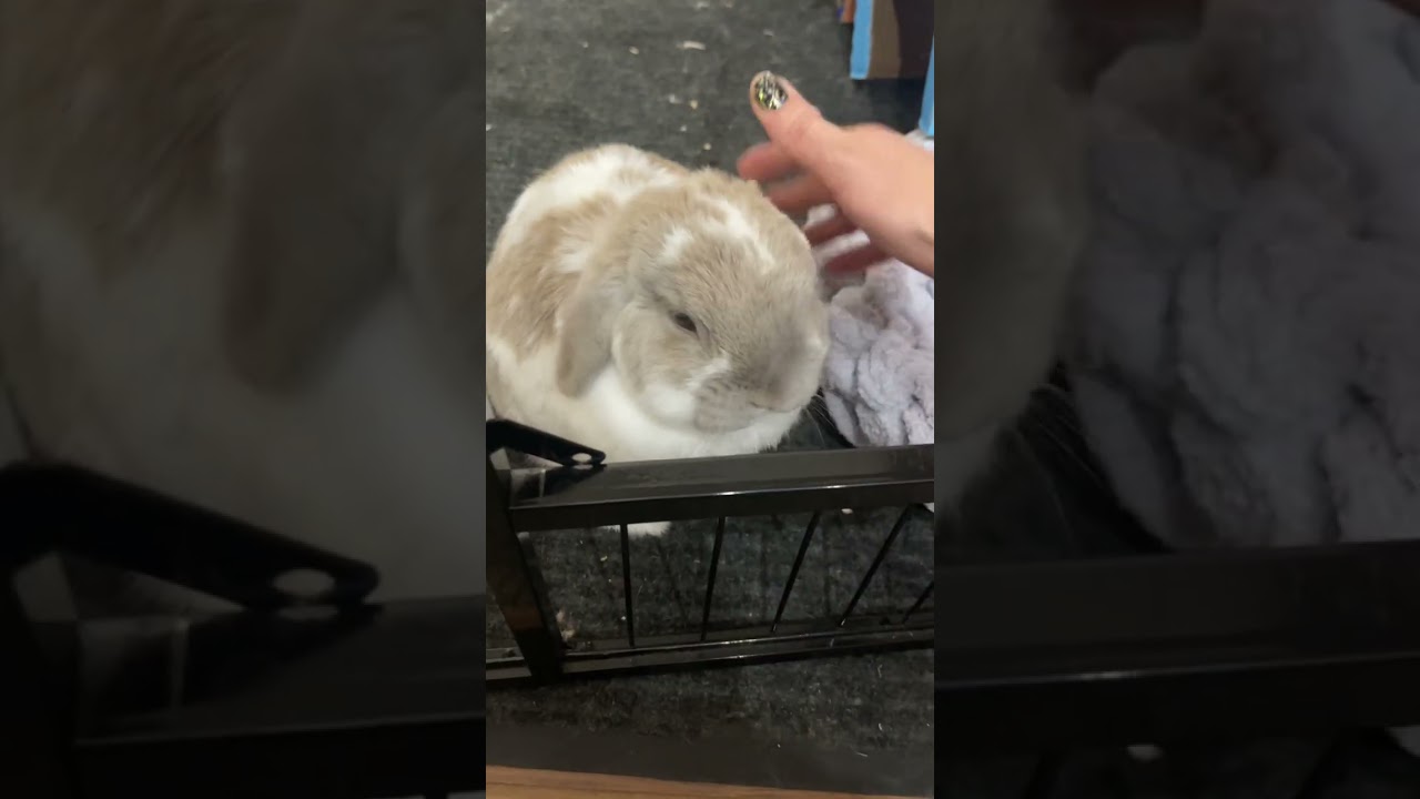 Snickers just likes his pets
