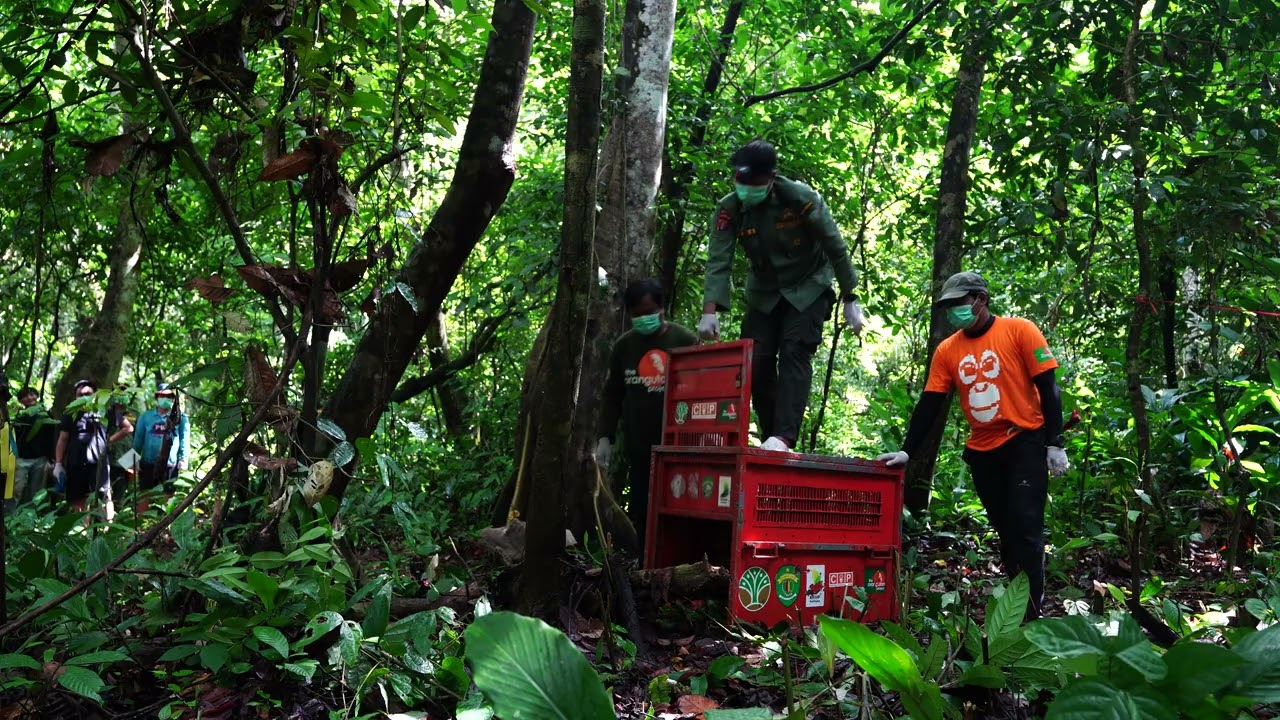 Orangutan Charlotte is wild and free