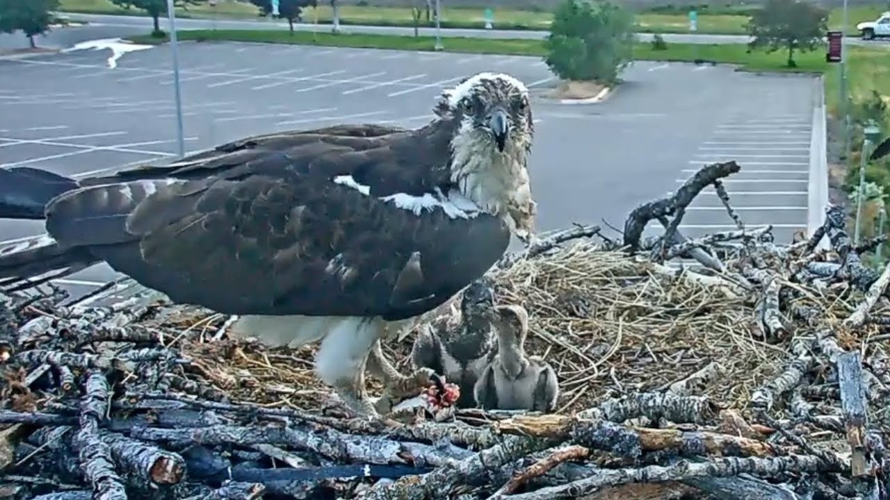 Hellgate Ospreys Nest | Breakfast time for two chicks | June 26, 2024
