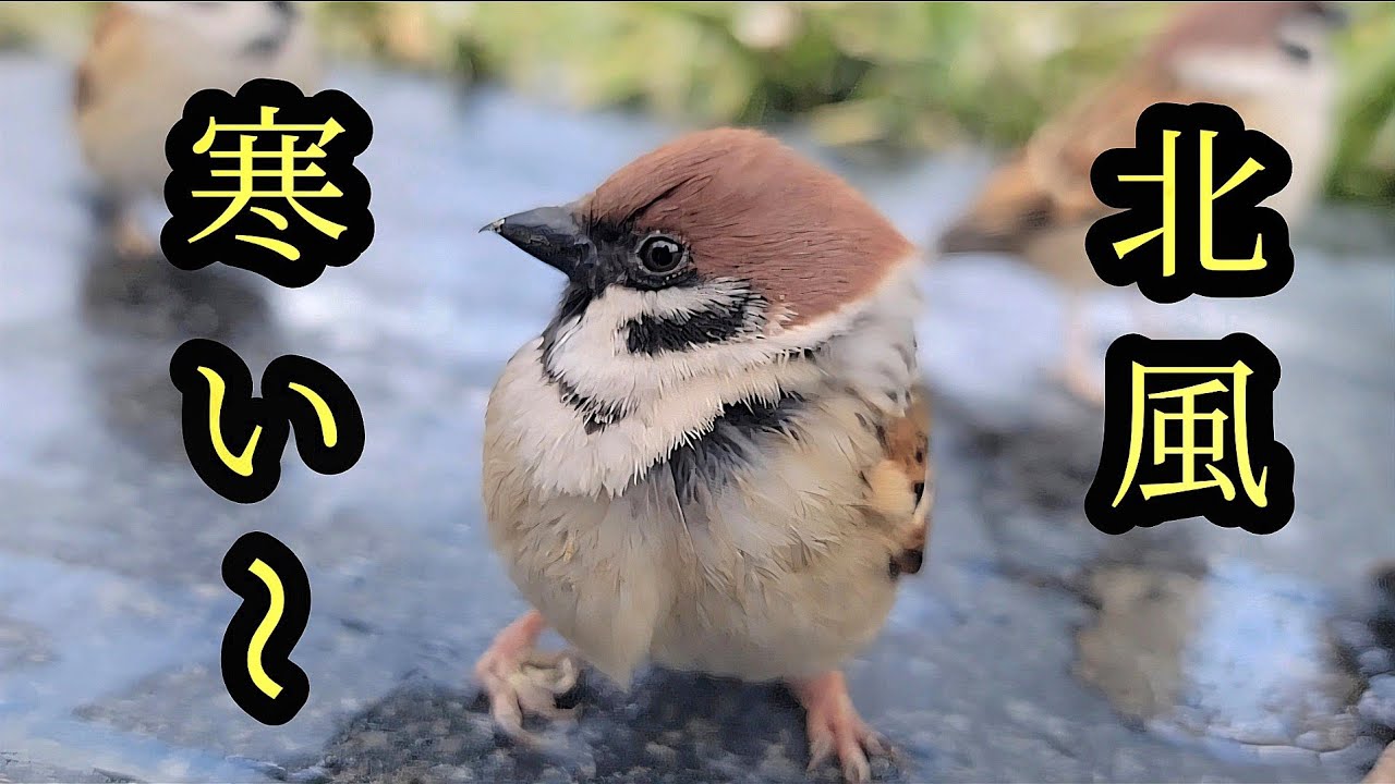 北風ぴゅ～ぴゅ～ぴゅ～　【すずめ日記】