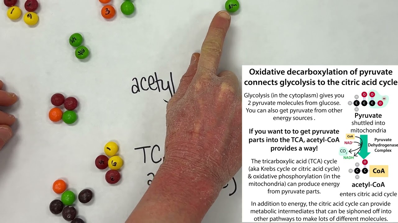 Glucose metabolic tracking - modeling radiolabeled glucose to track flow through TCA, PDH, & PPP