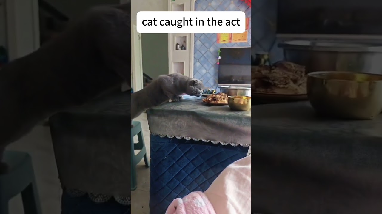 This cat got busted in the act 🐱 
