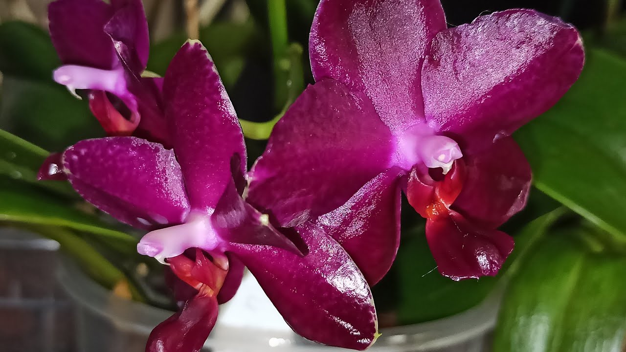 Ein Wundermittel für Orchideen? Erfahre, was 12 Tage später passiert ist!