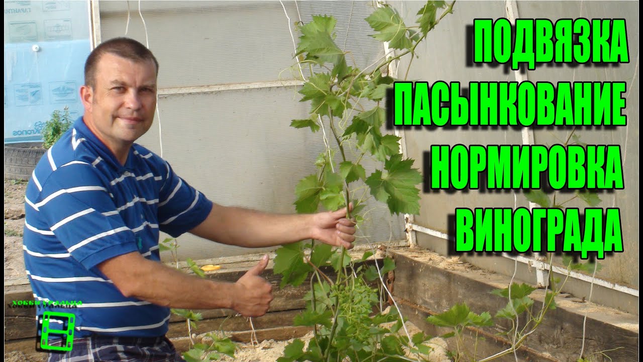 ПОДВЯЗКА, НОРМИРОВКА И ПАСЫНКОВАНИЕ ВИНОГРАДНОГО КУСТА. СЕВЕРНЫЙ ВИНОГРАДНИК С 