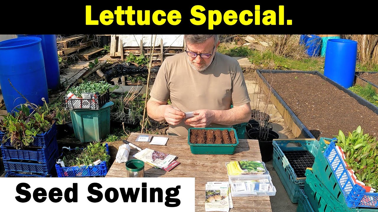 Lettuce Special | Sowing Lettuce Seeds | How I grow Lettuce | Grow All Year | Green Side Up