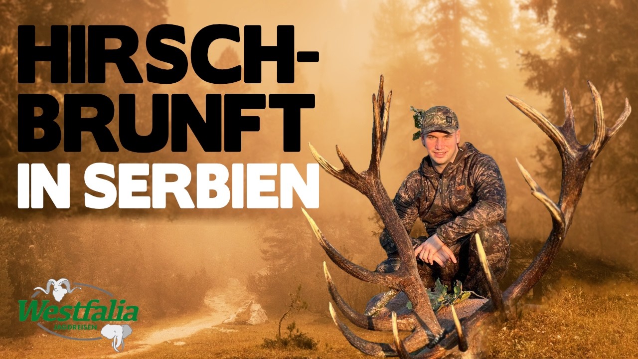 Weltklasse-Jagdrevier in Serbien im Westen der Vojvodina &ndash; Rothirsche in freier Wildbahn