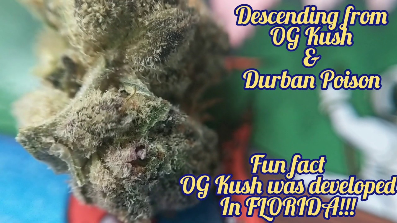 GSC 🍪 Trulieve ⚕️ Florida Medical Marijuana Review of GSC aka Girl Scout Cookies