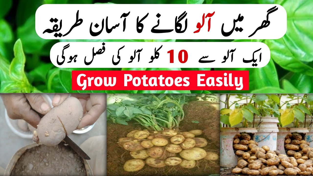 Potatoes Growing Method | How To Grow Potatoes At Home In Urdu | Aalu Lagane Ka Tarika - Garden