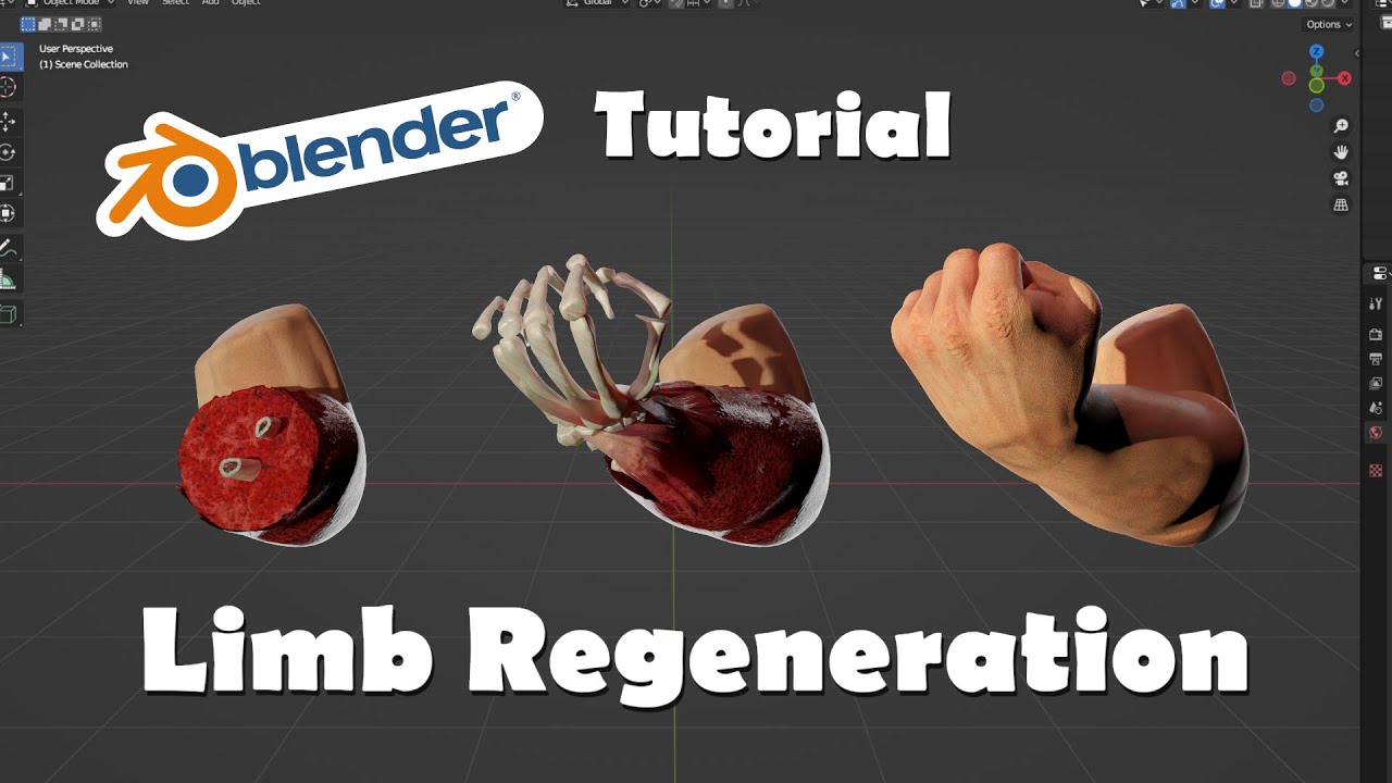 Blender Tutorial - Limb Regeneration