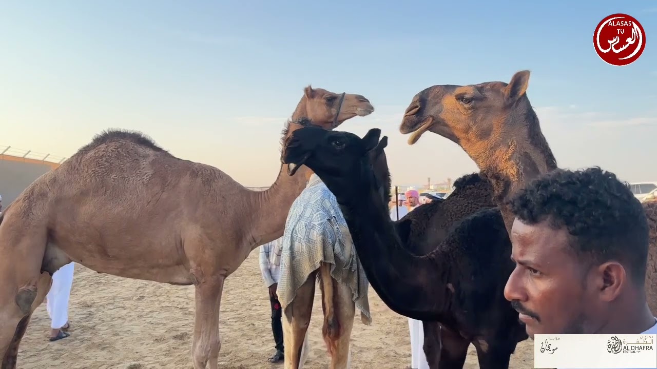 مهرجان الظفره مزاينة  رزين اليوم الاول دخول المفاريد مجاهيم ومحليات اصائل