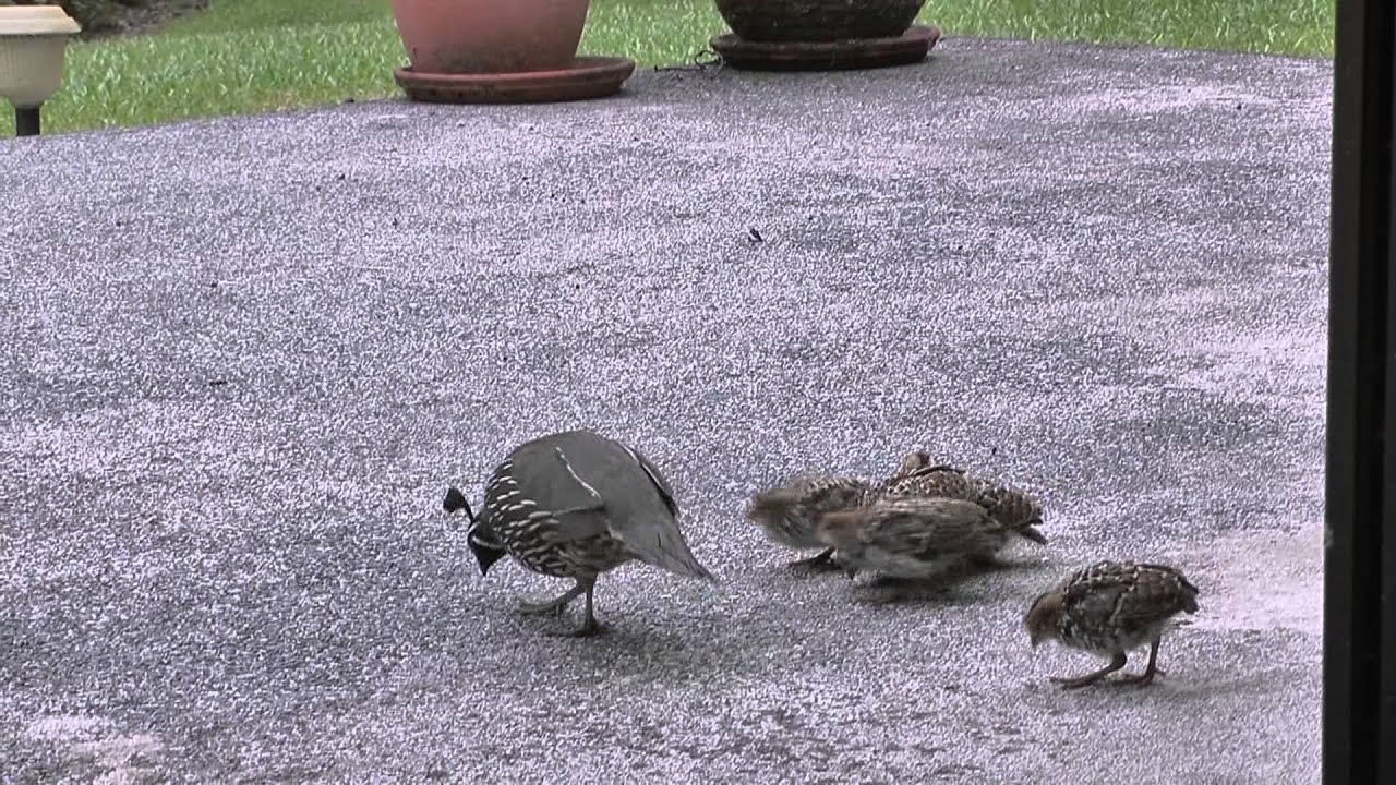 Cute baby California Quail birds on New Zealand