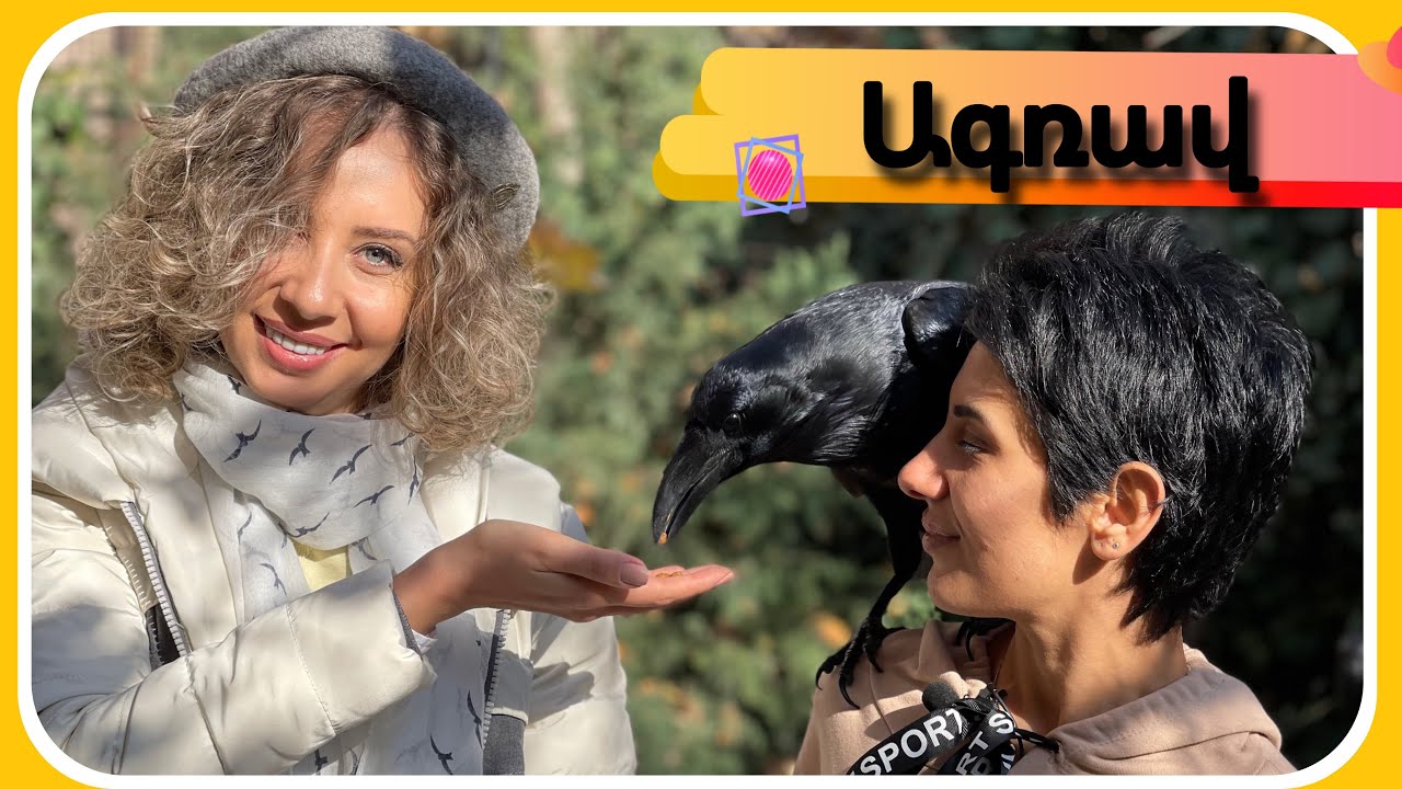 Ագռավը ընտանի թռչուն?