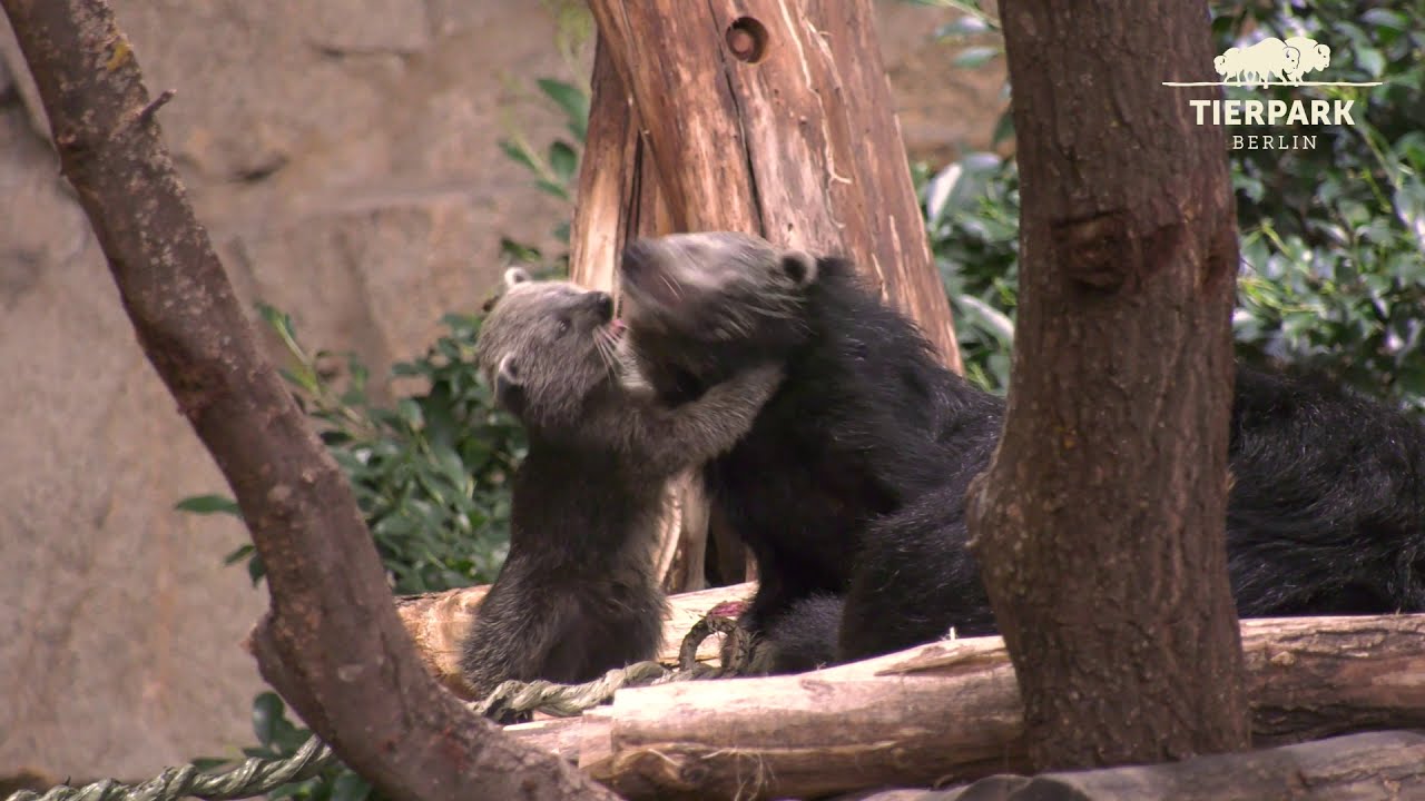 Binturong-Jungtier Sissi im Tierpark Berlin - Binturong baby at Tierpark Berlin