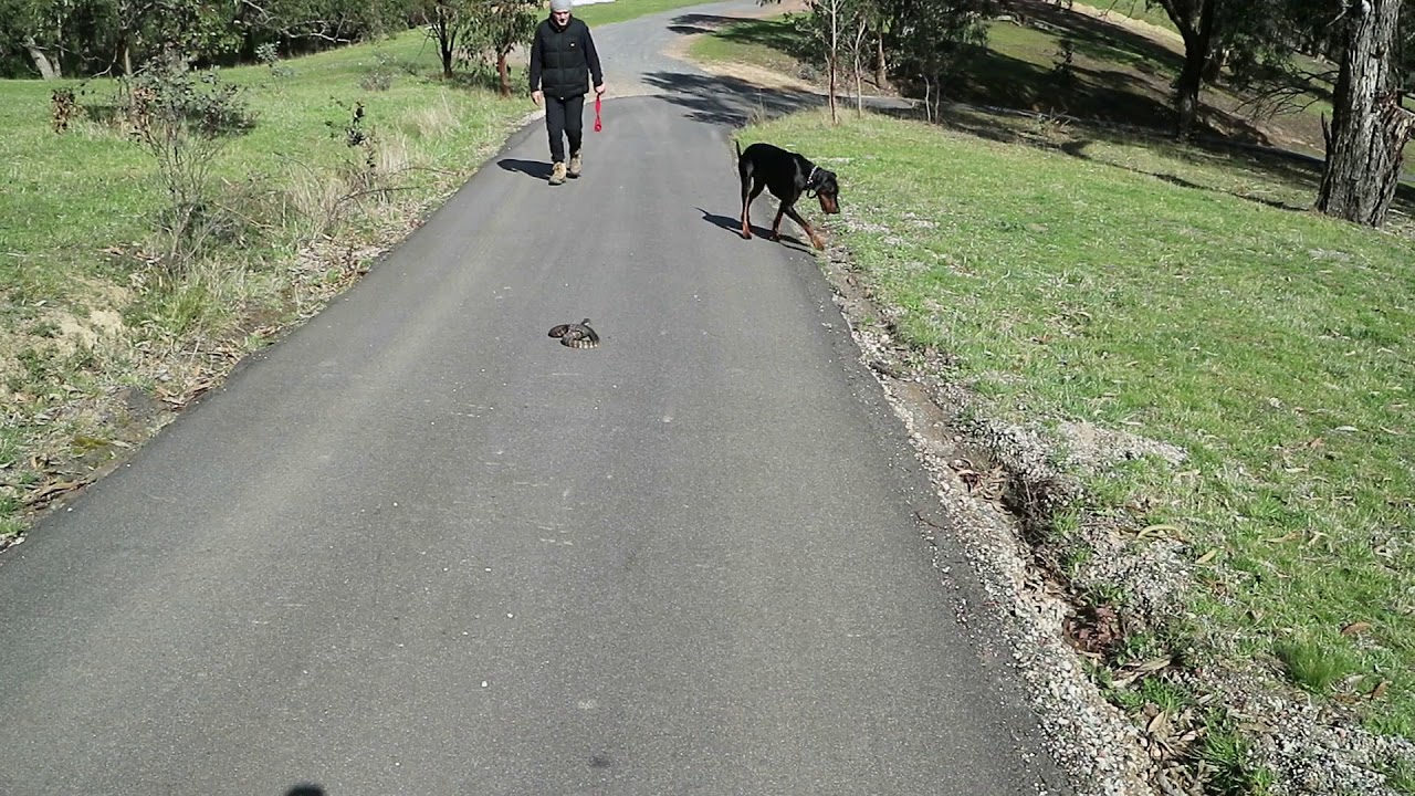Canine Snake Avoidance by Mark Pelley The Snake Hunter