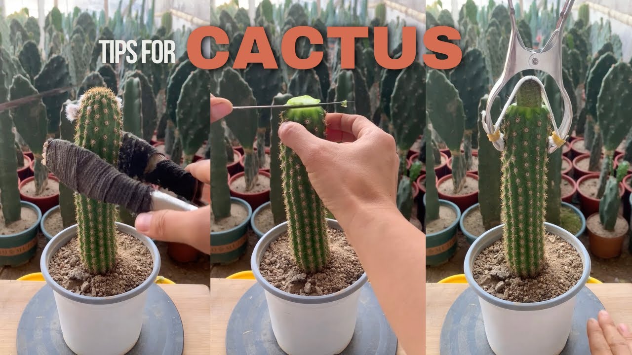 Helpful Tips For Cactus - Part 19 | 선인장 | Cactus Garden