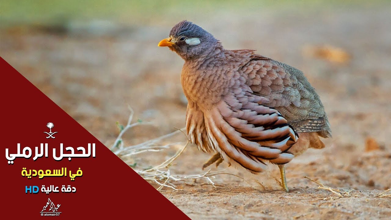 لمحة من حياة طائر الحجل الرملي | الحياة الفطرية |  Ammoperdix heyi
