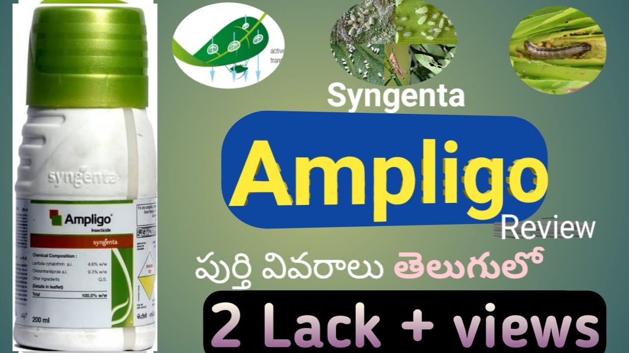 Syngenta Ampligo insecticide Full details తెలుగులో | Ampligo prize,dose,review by Agri mentor